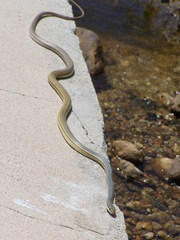 Masticophis bilineatus