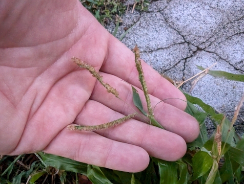 Image of Paspalum fimbriatum by (c) Damien Wallace, some rights reserved (CC BY)