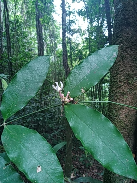 Imagem de Jasmim-do-igapó