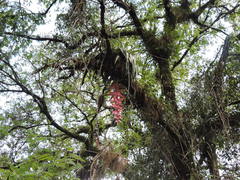 Tillandsia eizii