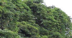 Accipiter rufitorques