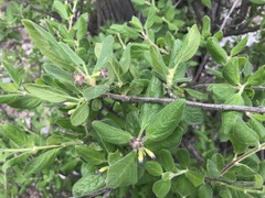 Citharexylum altamiranum