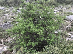 Citharexylum altamiranum