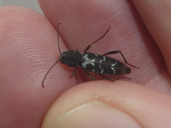 Neoclytus muricatulus