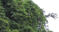 Accipiter rufitorques