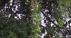 Accipiter rufitorques