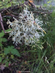Pseudevernia furfuracea