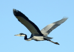 Black-Headed Heron photo 4