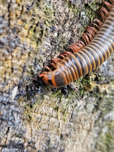 American giant millipede