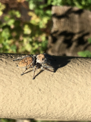 Phidippus carolinensis