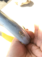 Phidippus carolinensis