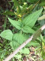 Conoclinium coelestinum