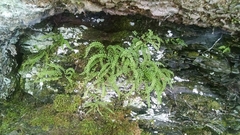 Asplenium trichomanes trichomanes