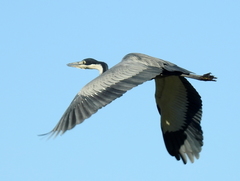 Black-Headed Heron photo 3