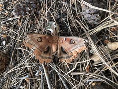 Antheraea polyphemus olivacea