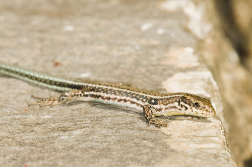 Cretan Wall Lizard, photo 8 of 9