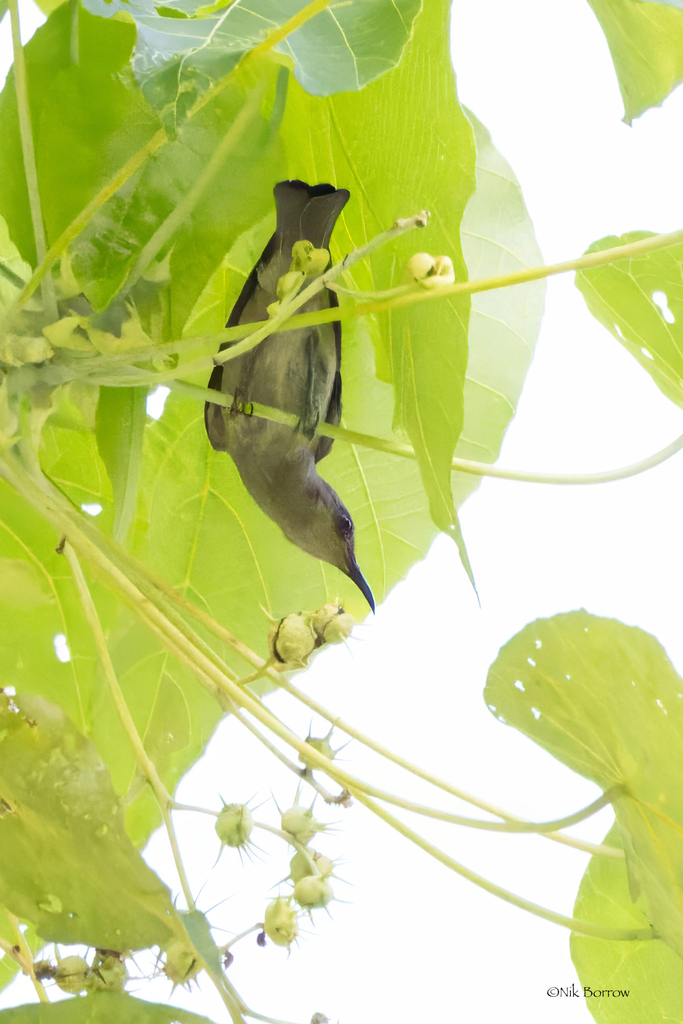Moluccan Myzomela photo