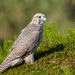 Gyrfalcon - Photo (c) kulyabin67, some rights reserved (CC BY-NC)