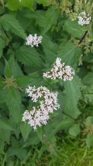 Valeriana officinalis sambucifolia