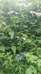 Valeriana officinalis sambucifolia