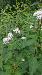 Valeriana officinalis sambucifolia