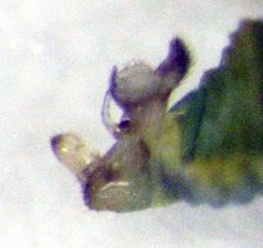 Acizzia acaciaebaileyanae