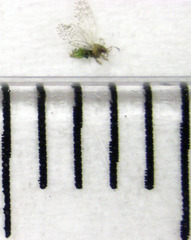 Acizzia acaciaebaileyanae