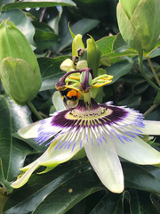 Passiflora caerulea