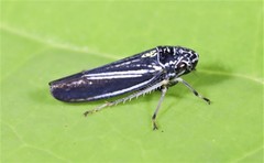 Graphocephala hieroglyphica