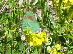 Callophrys affinis