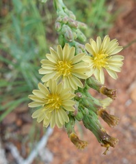 Lactuca ludoviciana