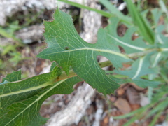Lactuca ludoviciana