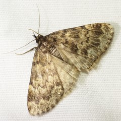 Idia occidentalis