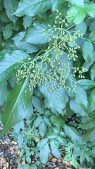 Sambucus nigra