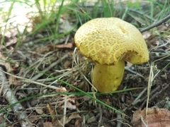 Retiboletus