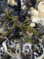 Cryptosiphonia woodii