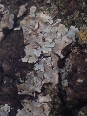 Parmelina tiliacea