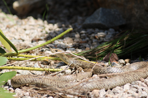 Eastern Brown Snake sighting