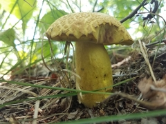 Retiboletus