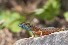 Blue-Throated Keeled Lizard photo 3