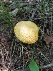 Retiboletus