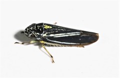 Graphocephala hieroglyphica