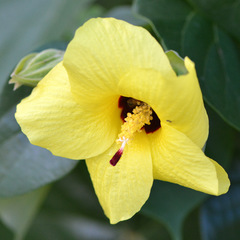 Waroeboom