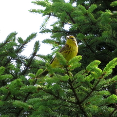 Setophaga palmarum hypochrysea