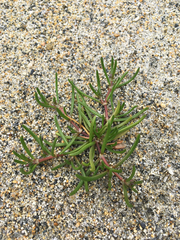 Spergularia canadensis