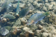 Quoy's Parrotfish photo 3