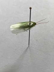 Panchlora nivea