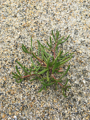 Spergularia canadensis