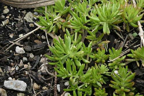 Image of Lemon Sedum by (c) Saryu Mae 前 朝琉, some rights reserved (CC BY)