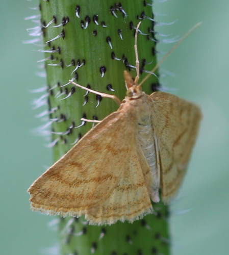 Scarce Marsh Pearl